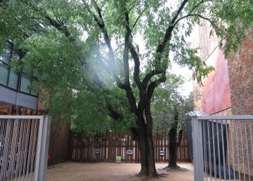 Nuestros vecinos los árboles