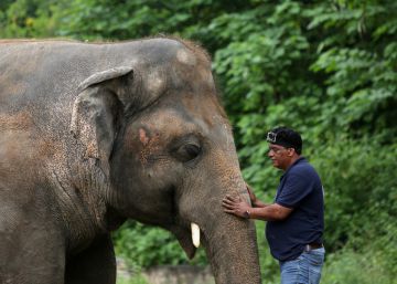 Obeso y maltratado, el único elefante de Pakistán abandonará su país