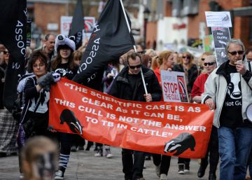 Reino Unido pone en el punto de mira la vida de más de 60.000 tejones