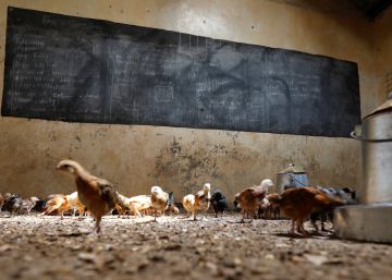 Las gallinas sí van al colegio en Kenia