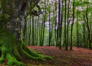 Ciudades-vacuna para la salud y la vida de sus habitantes