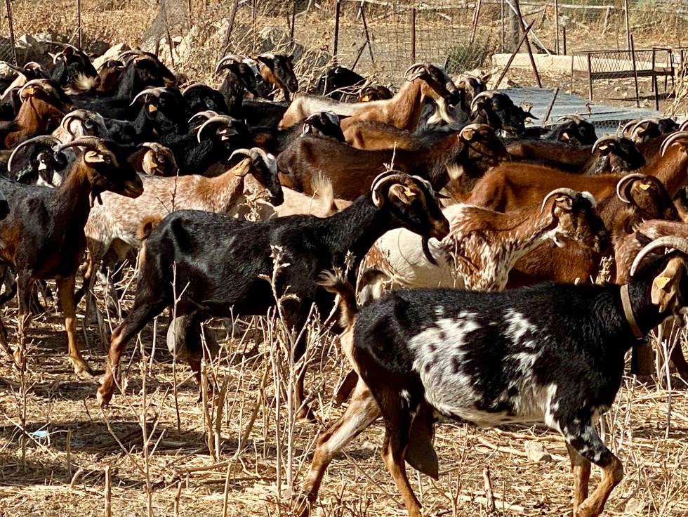 Cabras payoyas en el entorno de Crestellinas J.C. CAPEL