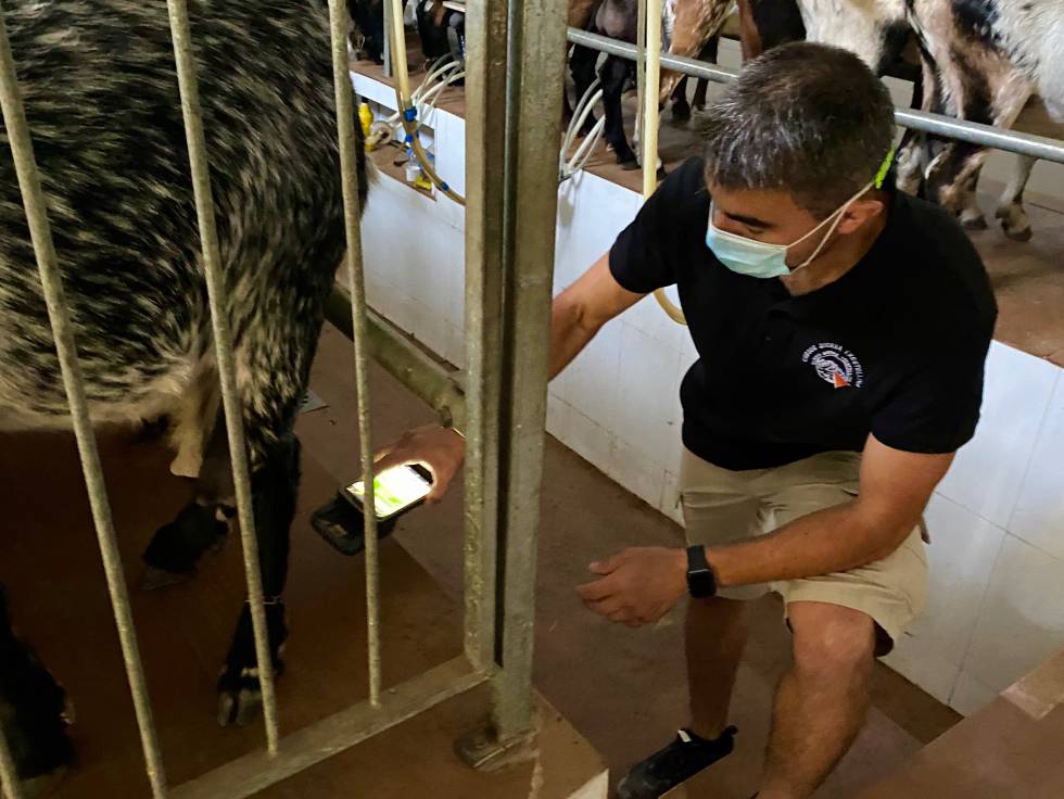 Juan Ocaña controlando los chips adheridos a las patas de las cabras. J.C. CAPEL