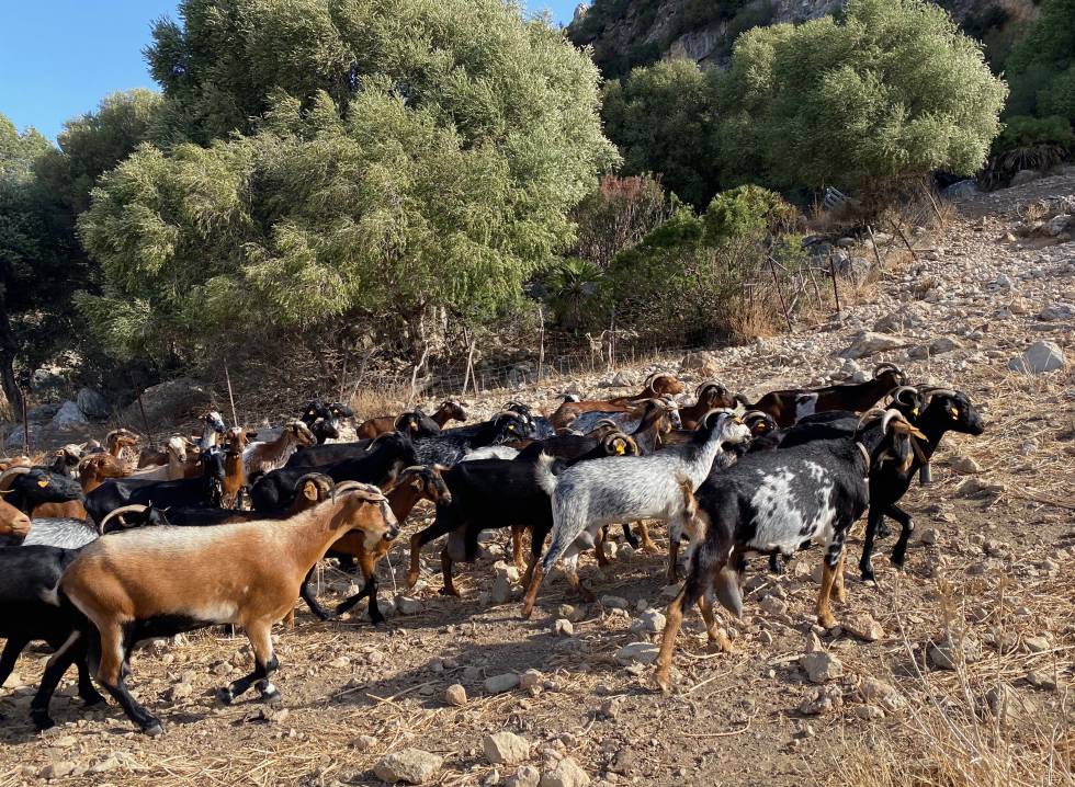 Cabras payoyas en movimiento cerca de Quesería Crestellinas. J.C. CAPEL