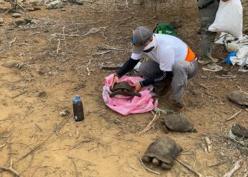 Las Galápagos reciben 36 nuevas tortugas gigantes nacidas en cautividad