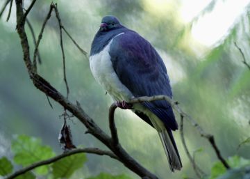 La paloma neozelandesa que ha vuelto en la vejez al lugar donde nació