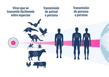 ¿Dejar de comer carne (industrial) para evitar futuras pandemias?