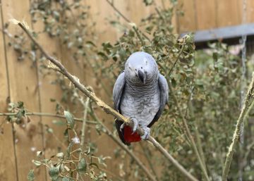 Un zoo retira a cinco loros porque insultaban a los visitantes