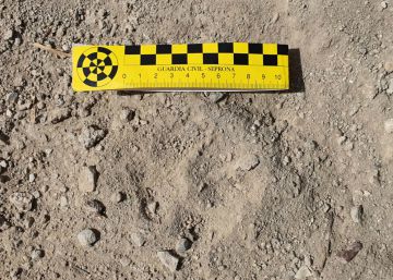 Huellas, fotos, vídeos y rugidos de una pantera que no aparece