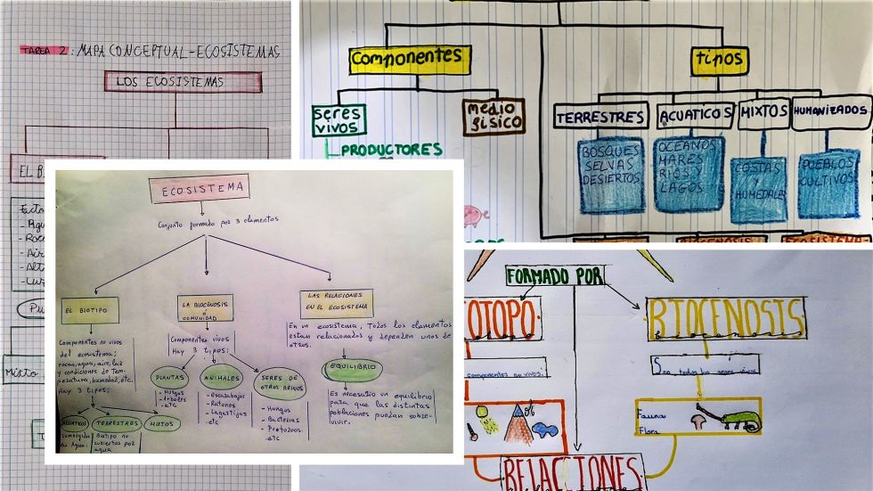 Mapas Conceptuales Para Sexto De Primaria Kulturaupice My Xxx Hot Girl 