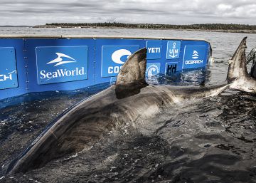 La enorme abuela de los tiburones blancos