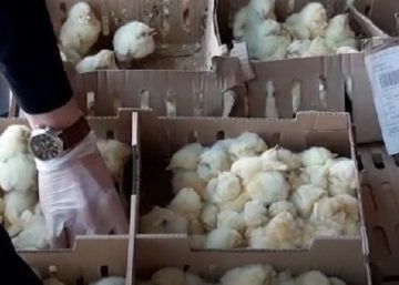 Hecatombe aviar en el aeropuerto de Barajas