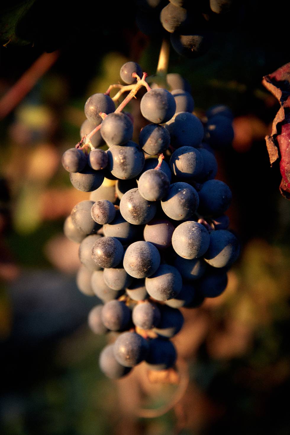 Un racimo de mencía, la estrella vitivinícola del Bierzo.