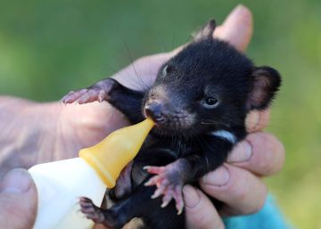 Los diablos de Tasmania vuelven a correr libres fuera de su isla