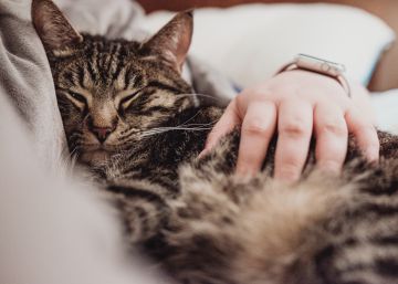 Una persona acaricia a su gato. 