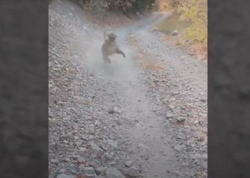 La madre puma que se rebeló contra un excursionista por acercarse a sus cachorros