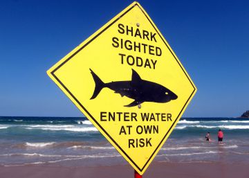Los tiburones han matado ya a siete personas en 2020 en Australia, la cifra más alta en 86 años