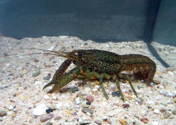 Un centenar de clones de un cangrejo mutante se multiplican en un cementerio belga