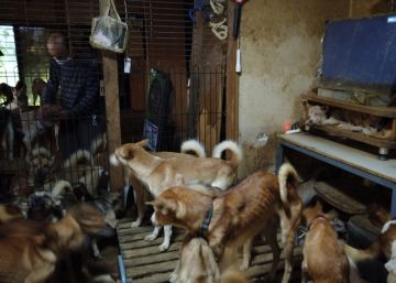 Rescatados 164 perros que malvivían en solo 30 metros cuadrados