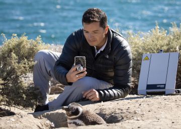 El conservacionista que estudia a los pingüinos para salvarlos de la extinción