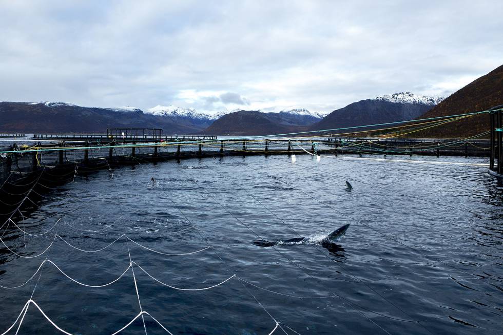 One of the ring facilities where the Norwegian company Lerøy raises salmon in aquaculture