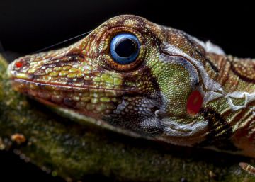 Cae la noche en Yasuní