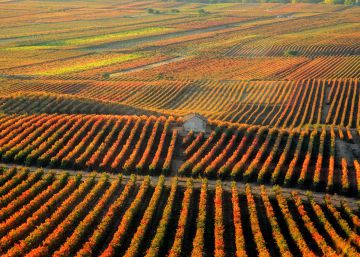 La Rioja, la buena tierra