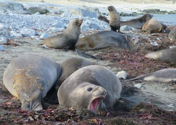 La Antártida se 'blinda' frente al coronavirus