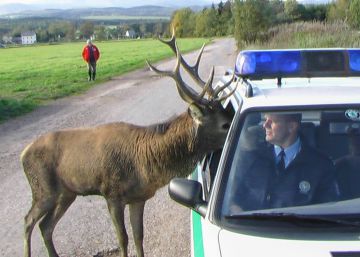 Se busca al ciervo que huyó con un rifle