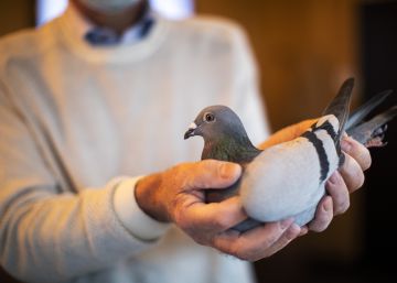 La paloma veloz que cuesta un millón y medio de euros