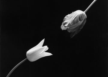 Las plantas, una constante en la historia de la fotografía