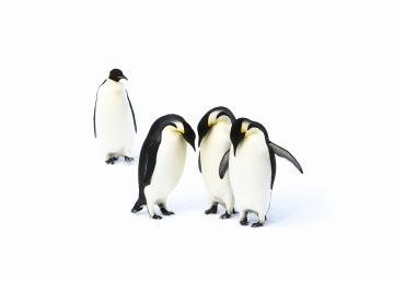 Antártida: el grito silencioso