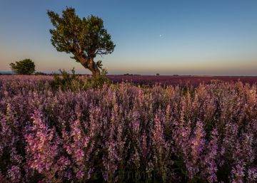 Nace el Netflix de (y para) la agricultura