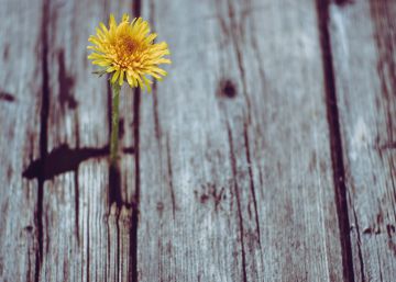 ¡Gracias (por) ser humano!