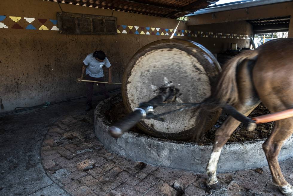 Trabajadores del palenque Mezcal Real Matlatl muelen pencas de agave en tahonas de piedra tiradas por caballos.