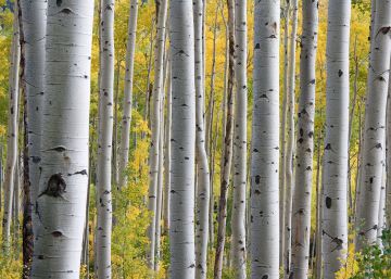 Las monedas oxidables y el desarrollo sostenible