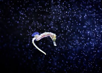 El Mar Menor de ‘La Asomada’