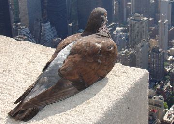 Cómo el temporal Filomena puede acabar beneficiando a Madrid