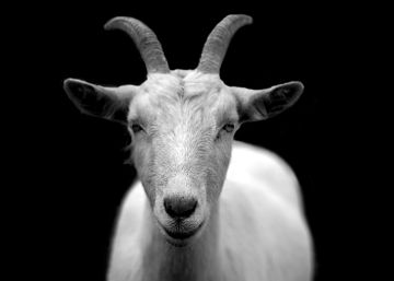 Invita una cabra (real) a tu próxima reunión (virtual)