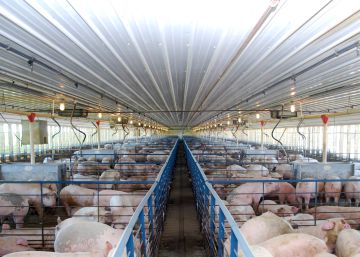 Acuerdos porcinos: ¿la historia de España se repetirá en Argentina?