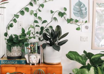 Nace (por fin) la Sociedad Protectora de las Plantas