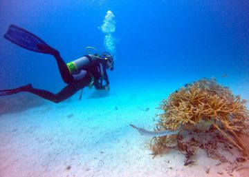 Plantar corales para salvar los arrecifes