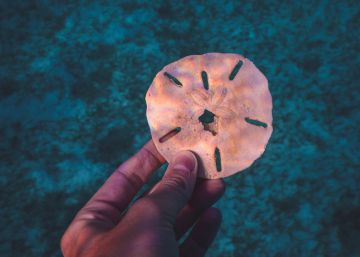 Las Bahamas crea la primera moneda digital oficial