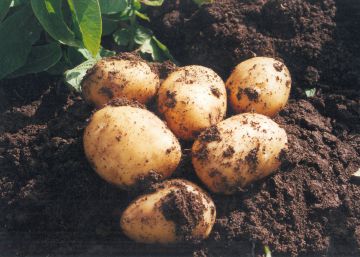 ¿Por qué están fallando los sistemas alimentarios?