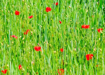 La microfinanciación, al servicio de las pequeñas iniciativas agroecológicas