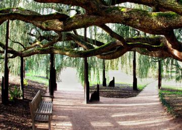 Un jardín cuida a quien lo cuida