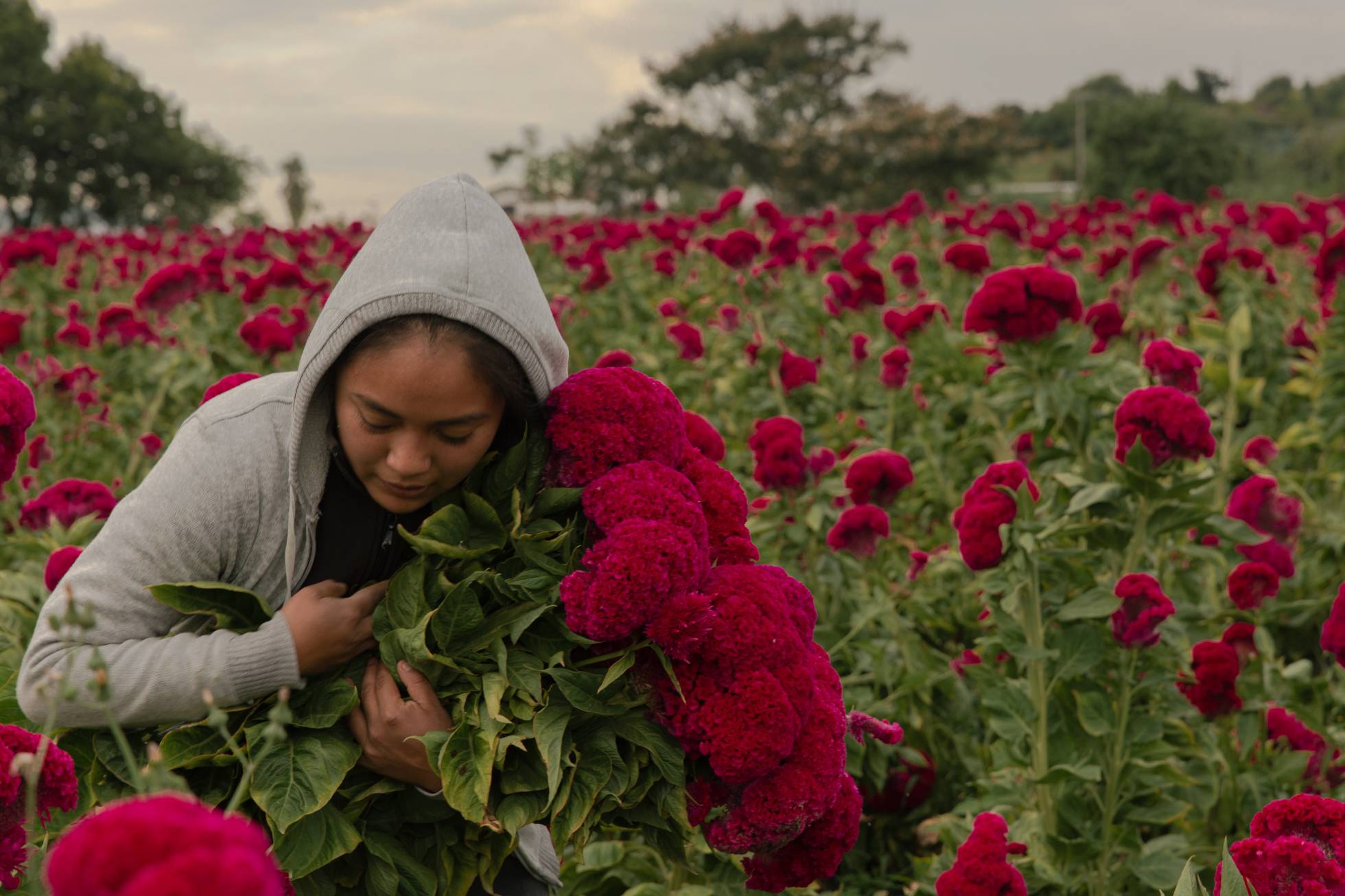 Fotos: Cosecha de flores para el Día de Muertos, en imágenes | Sociedad |  EL PAÍS