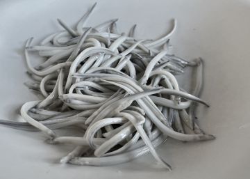 Angulas, ¿el ocaso de unos alevines?