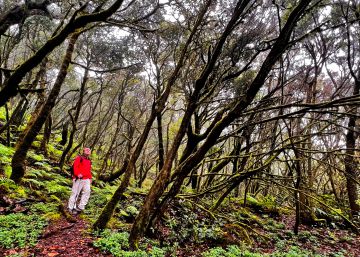 Garajonay: senderismo por el Terciario