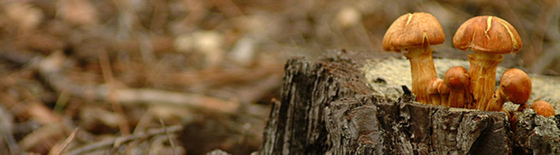 Las trompetas de los muertos no matan